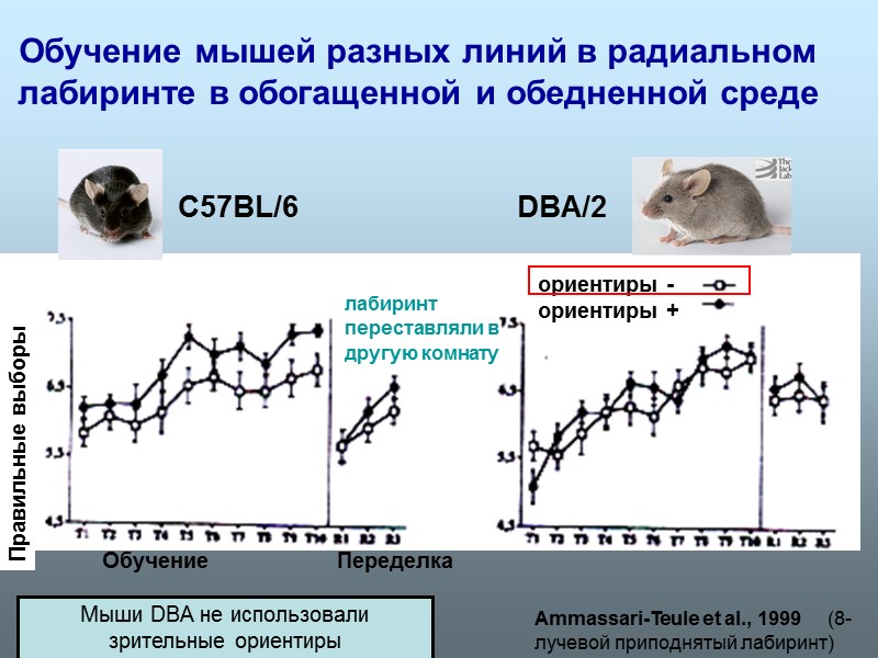 Ammassari-Teule et al., 1999     (8-лучевой приподнятый лабиринт) Обучение мышей разных